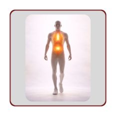 Vēdera un krūšukurvja